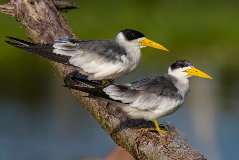 Large-billed Tern
