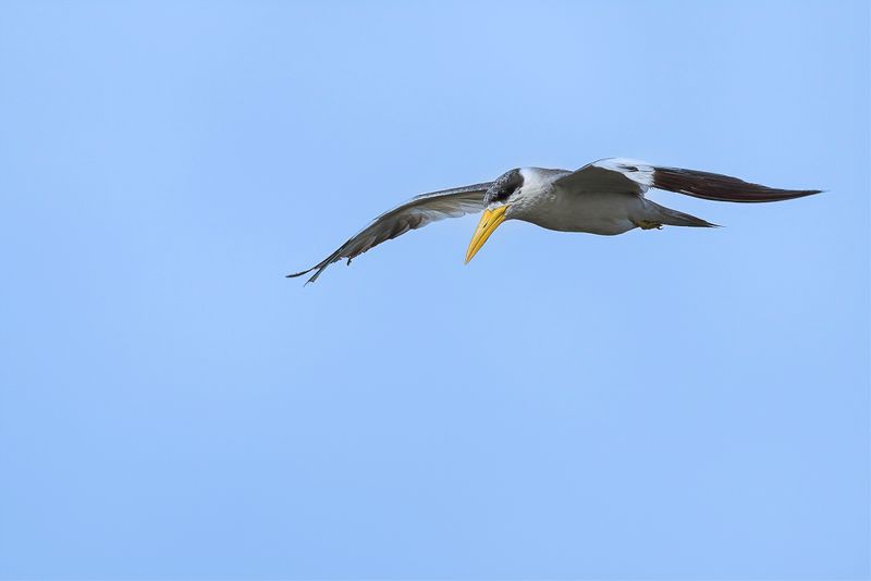 Large-billed Tern