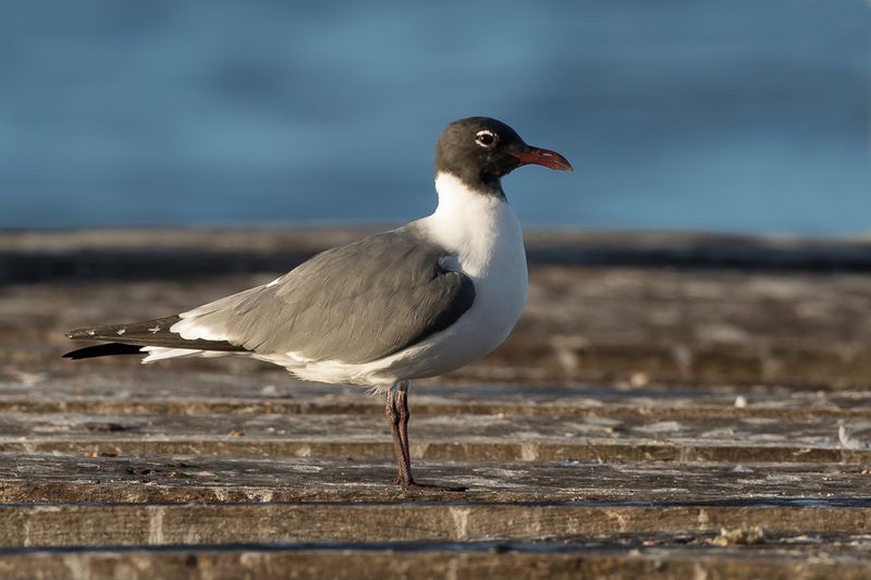 Laughing Gull