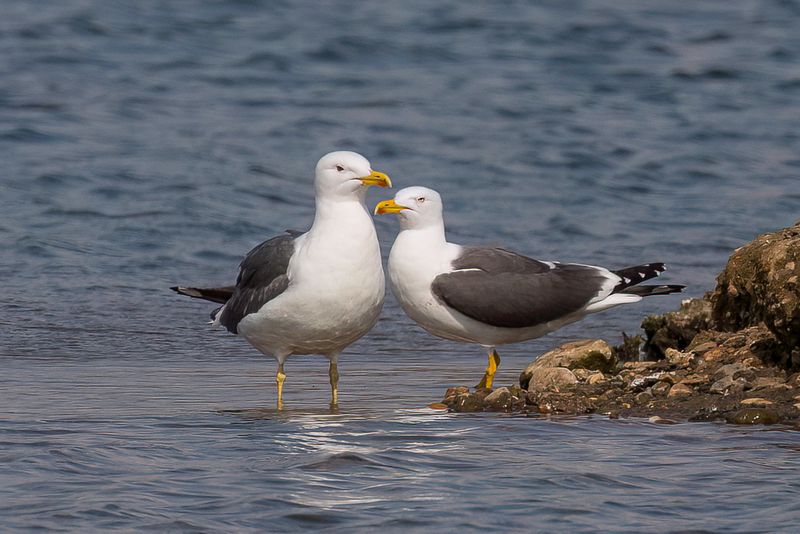 Lesser Black-backed Gull