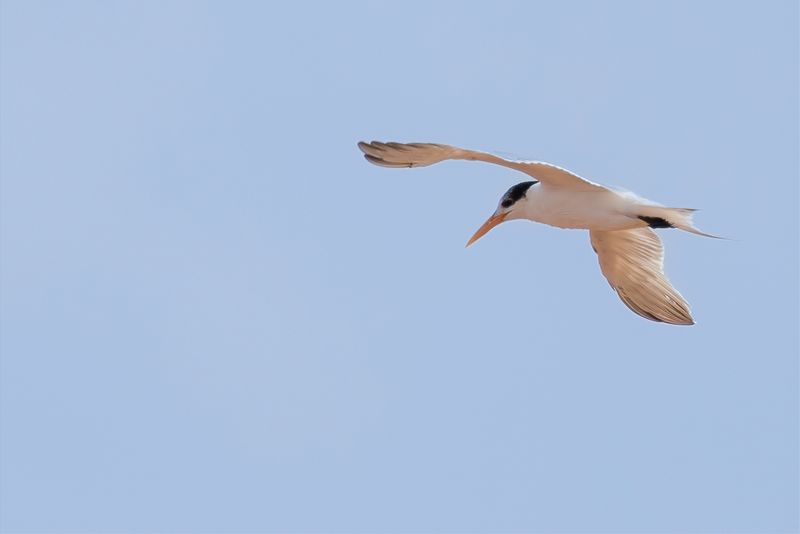 Lesser Crested Tern