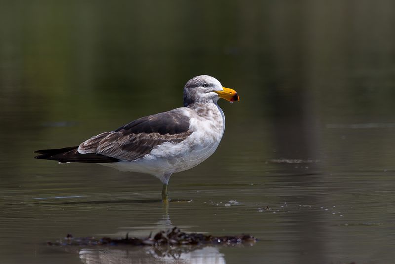 Pacific Gull (imm)