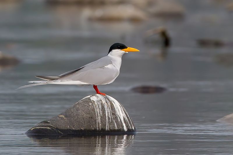 River Tern