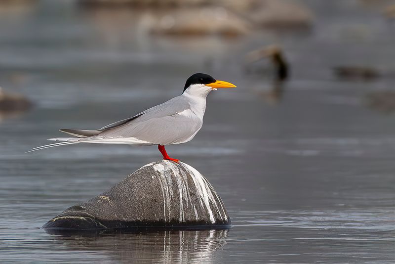 River Tern