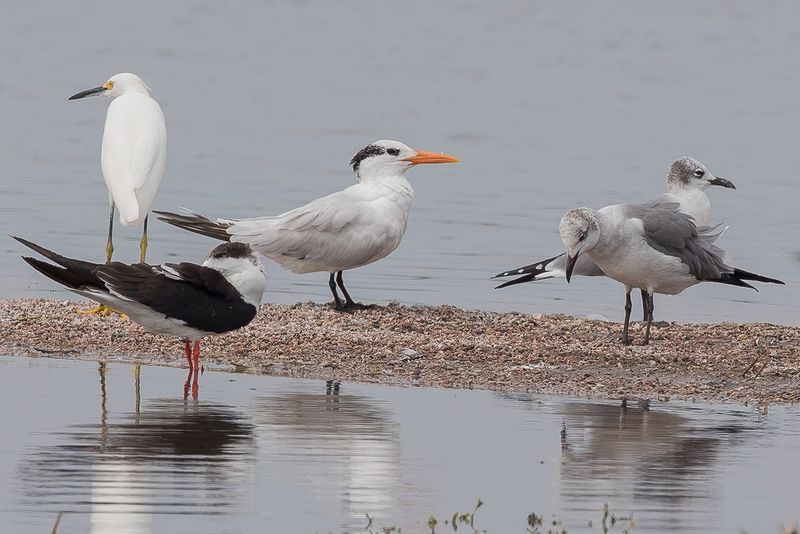 Royal Tern