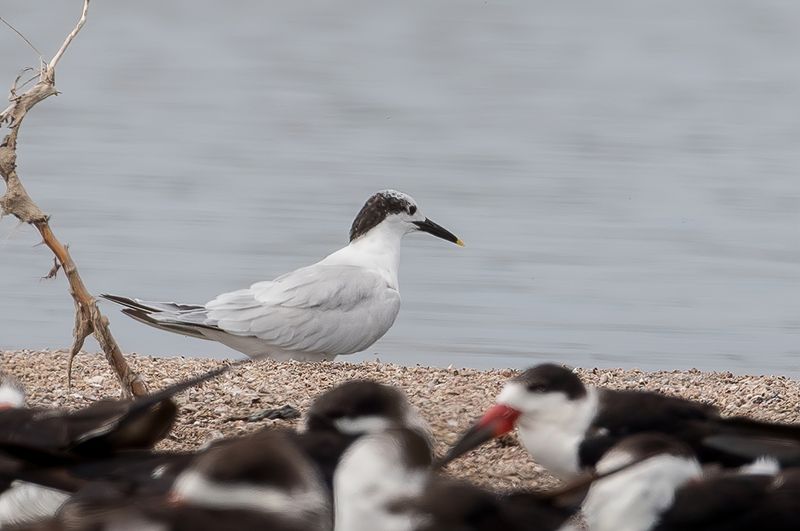 Sandwich Tern