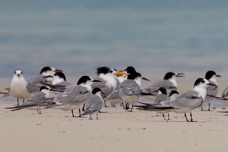 Saunders's Tern