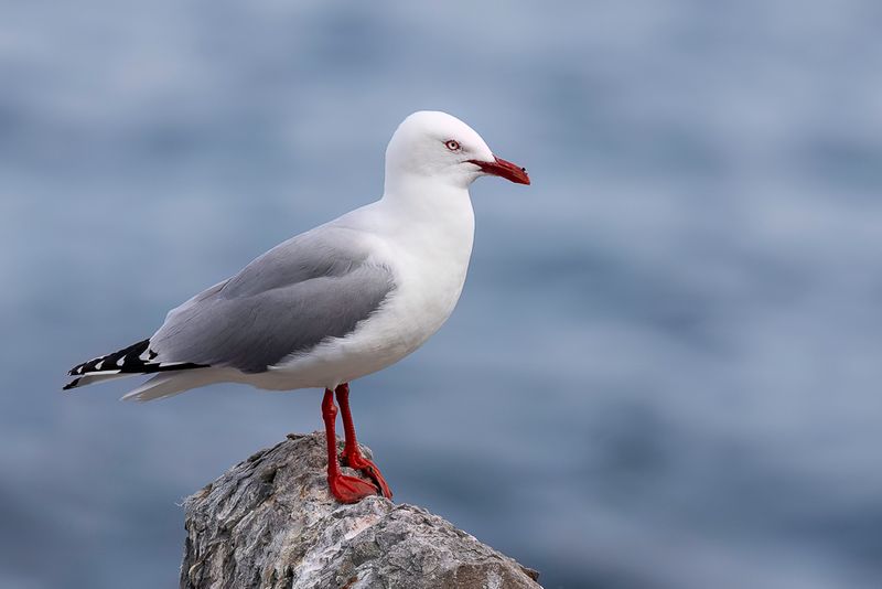 Silver Gull