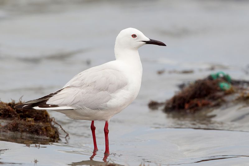 Slender-billed Gull