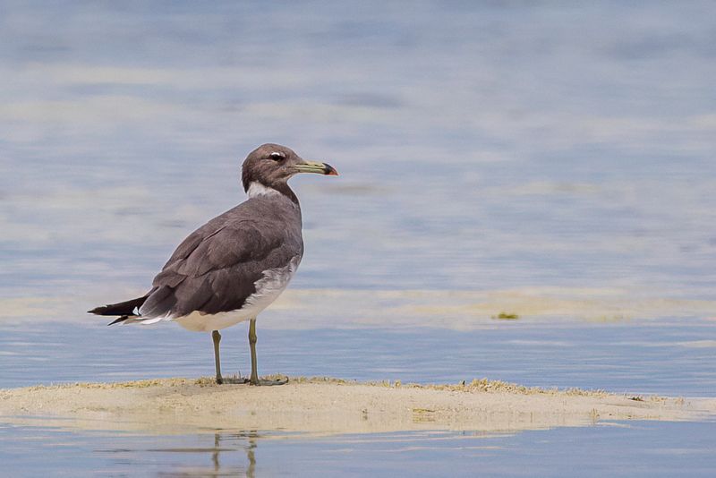 Sooty Gull