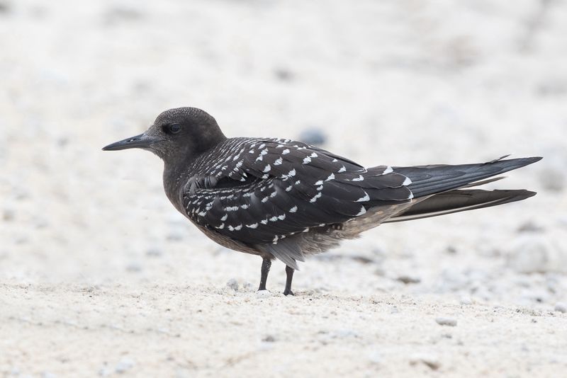 Sooty Tern (imm)