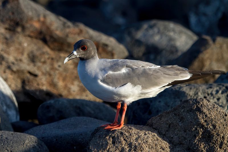 Swallow-tailed Gull