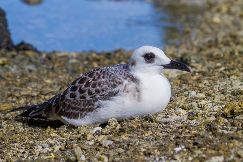 Swallow-tailed Gull (imm)