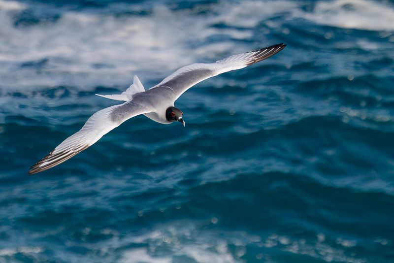 Swallow-tailed Gull