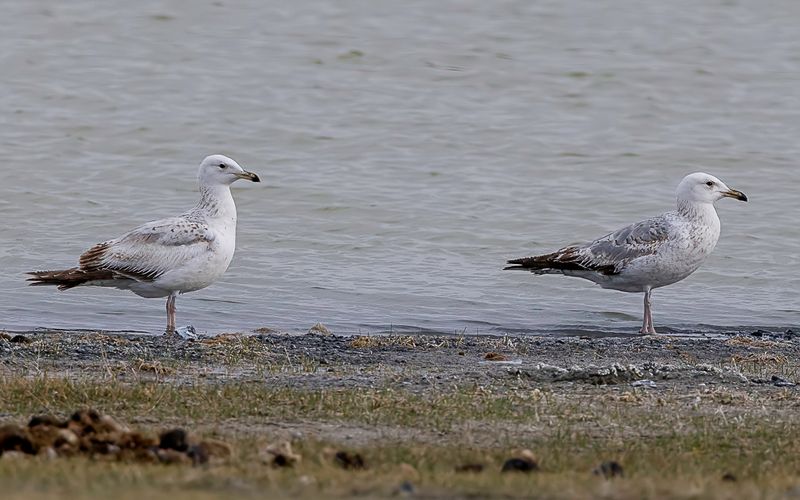 Vega Gull (imm)