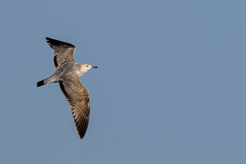 Vega Gull