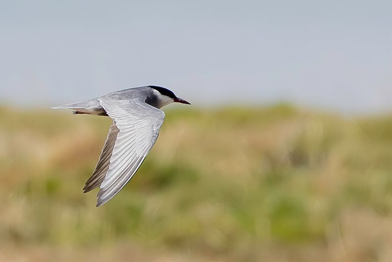 Whiskered Tern