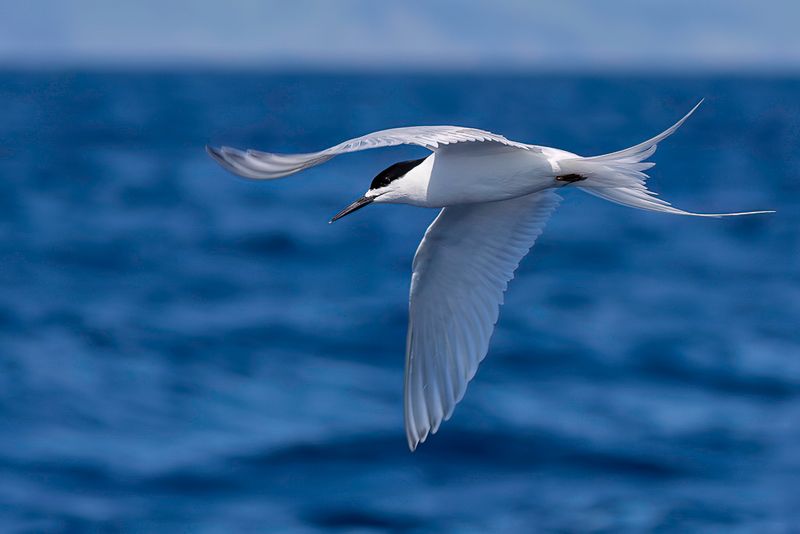 White-fronted Tern
