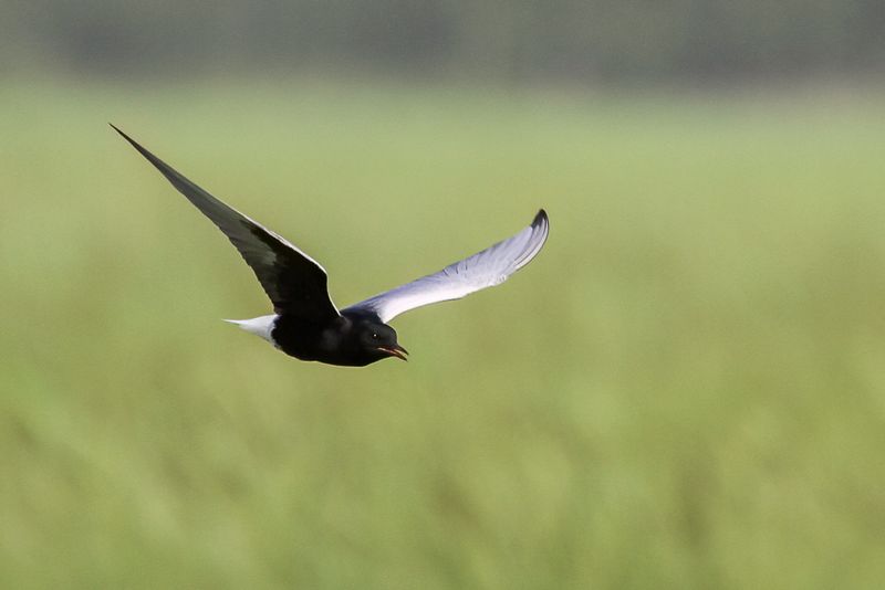 White-winged Tern
