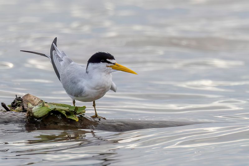 Yellow-billed Tern