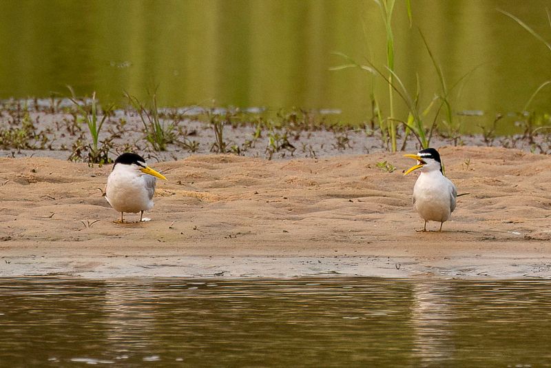 Yellow-billed Tern