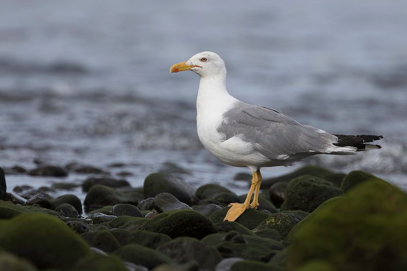 Yellow-legged Gull
