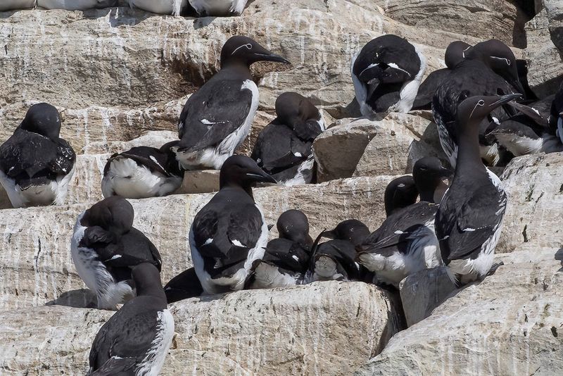 046 Alcidae - Auks, Puffins, and Murres