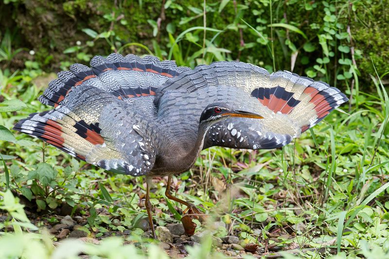 Sunbittern