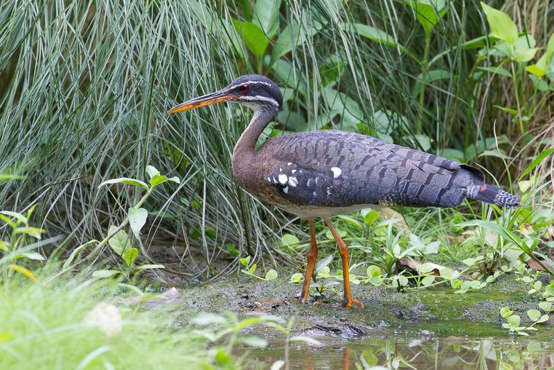Sunbittern