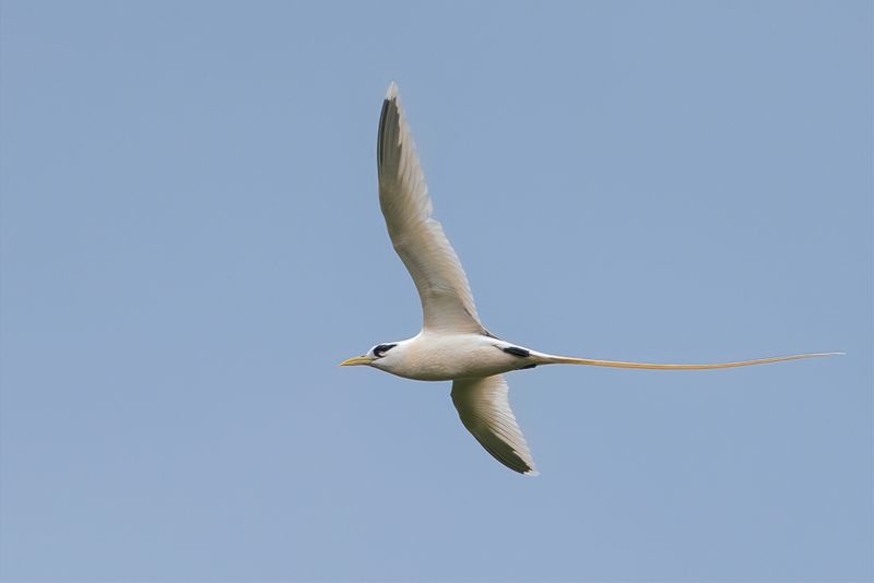 050 Phaethontidae - Tropicbirds