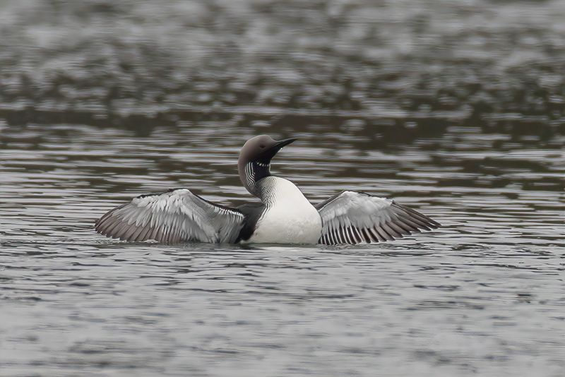 Black-throated Loon