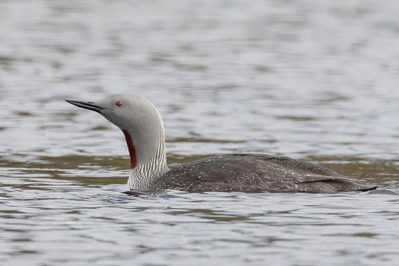 Red-throated Loon