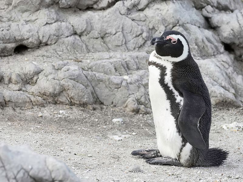 African Penguin