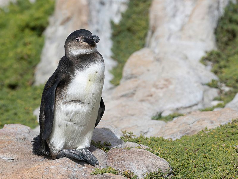 African Penguin (imm)