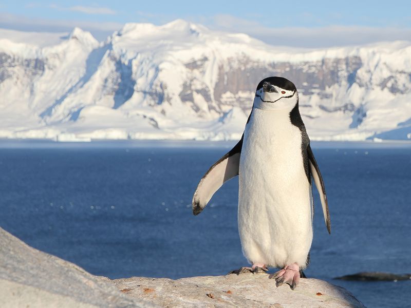 Chinstrap Penguin