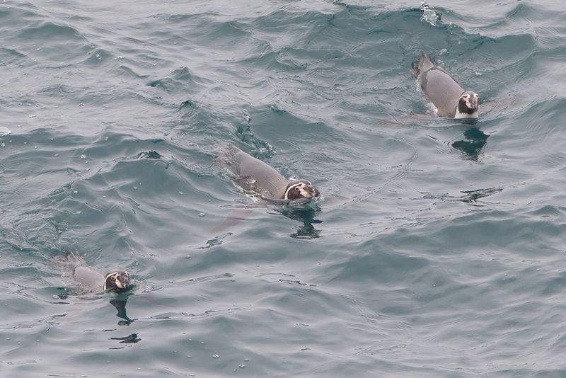 Humboldt Penguin
