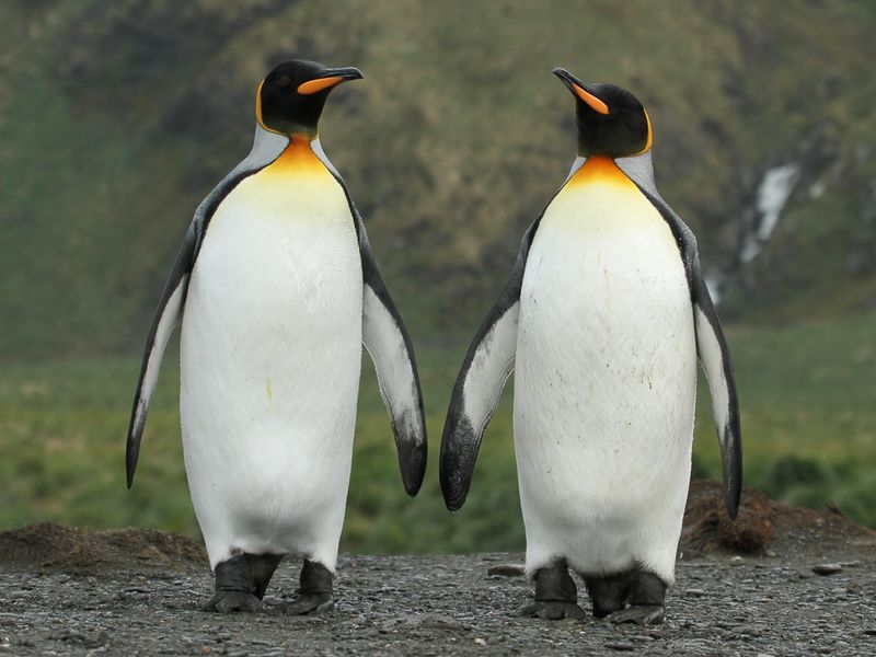 King Penguin