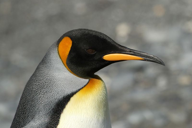 King Penguin