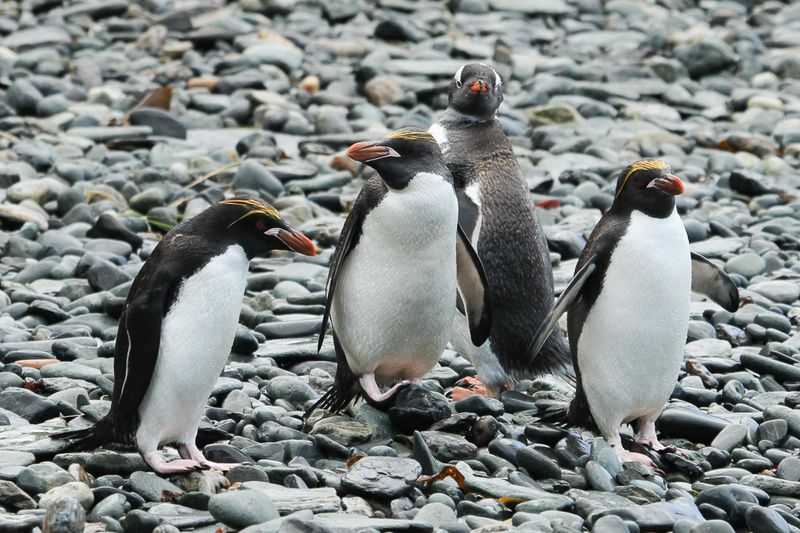 Macaroni Penguin