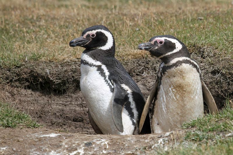 Magellanic Penguin