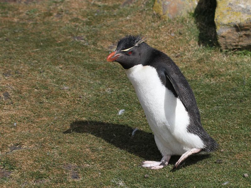 Western Rockhopper Penguin