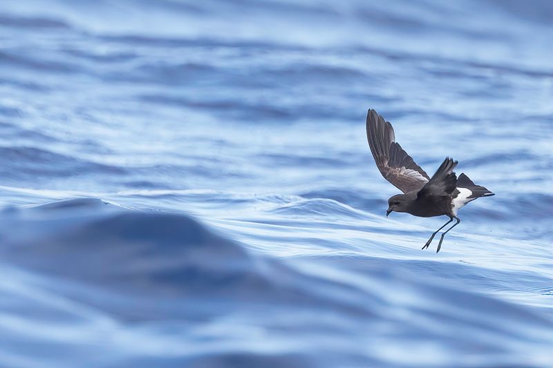 054 Oceanitidae - Southern Storm Petrels