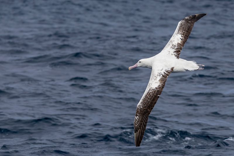 Antipodean Albatross