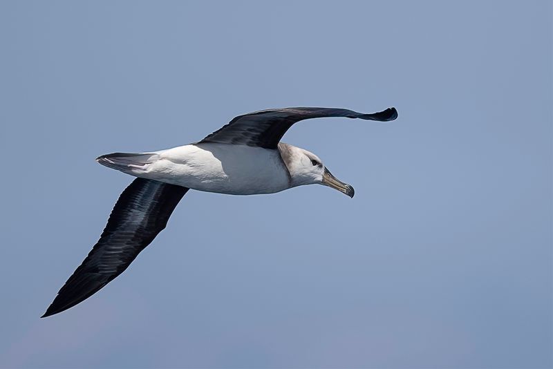 Black-browed Albatros (imm)