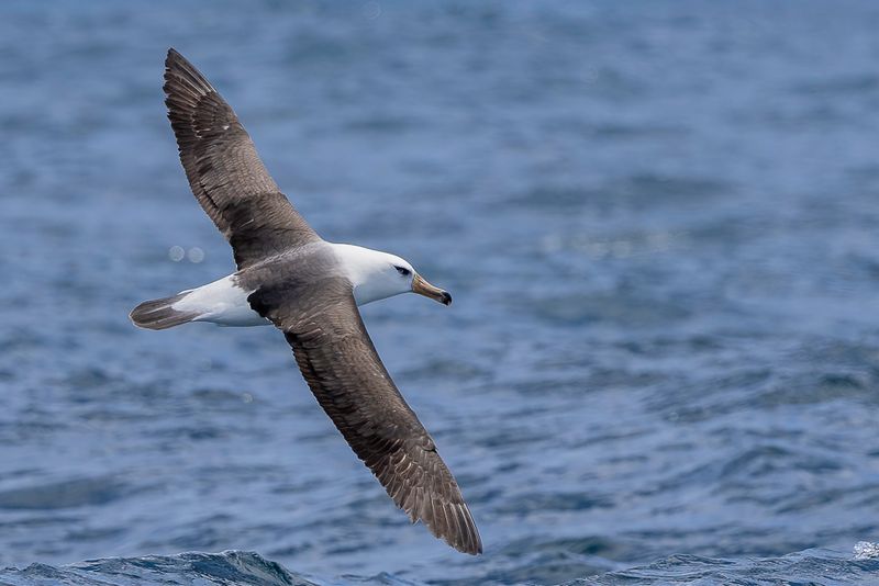Black-browed Albatross