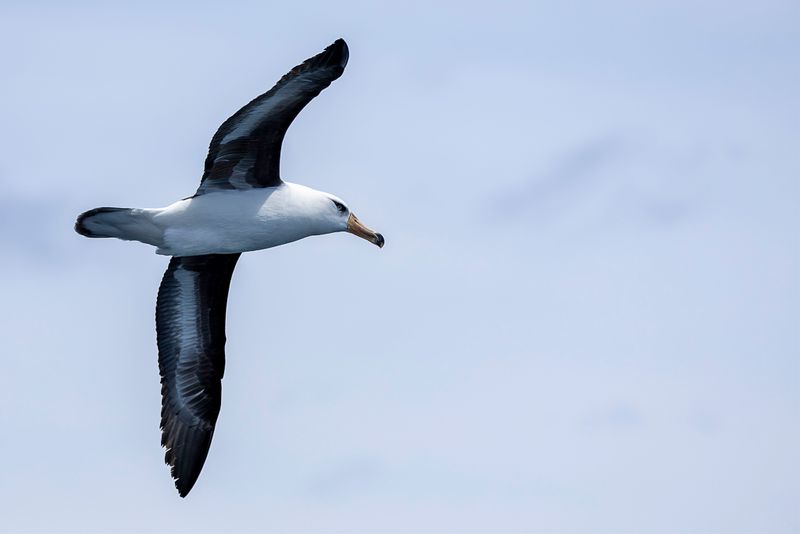 Black-browed Albatross