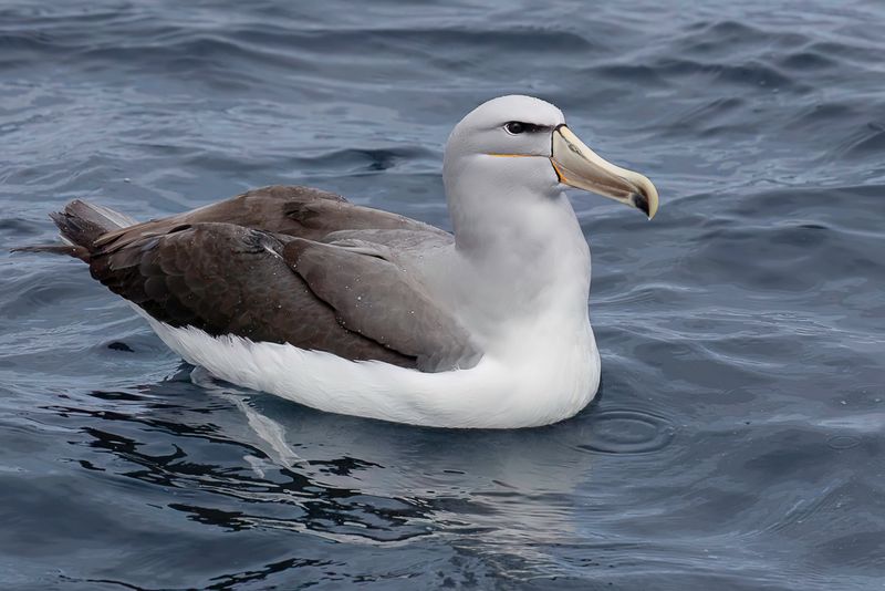 Salvin's Albatross