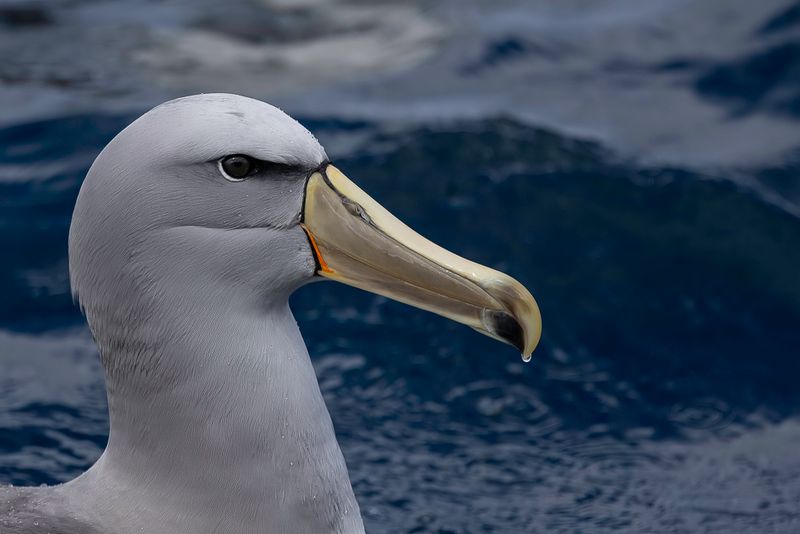 Salvin's Albatross