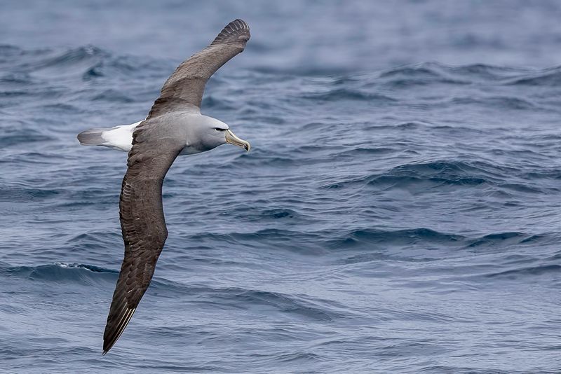 Salvin's Albatross