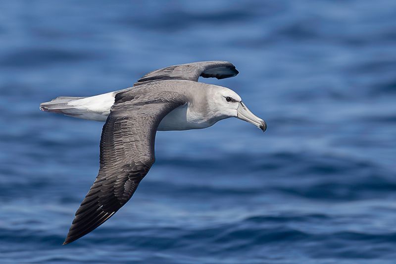 Shy Albatros (imm)